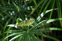 /album/fotogalerie/kena-chameleon-jpg/