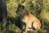 /album/fotogalerie/kena-lvice-jpg/