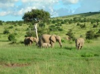 /album/fotogalerie/kena-masaj-mara-sloni-1-jpg/